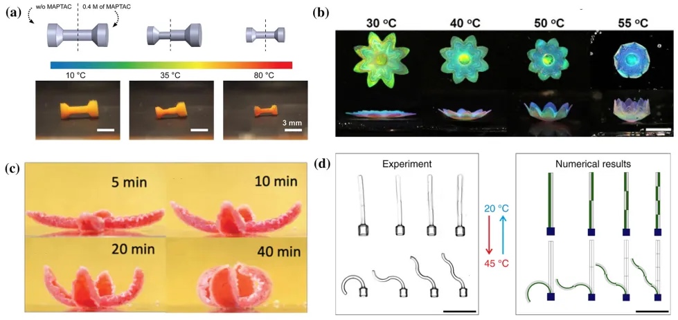 基于光技術(shù)的3D打印水凝膠微流控設(shè)備中的進展材料與應(yīng)用